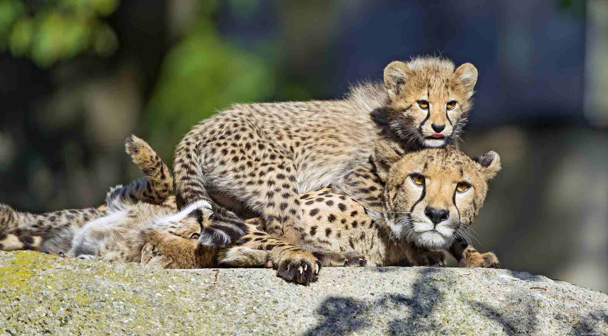 10 filhotes de animais que amam a mamãe