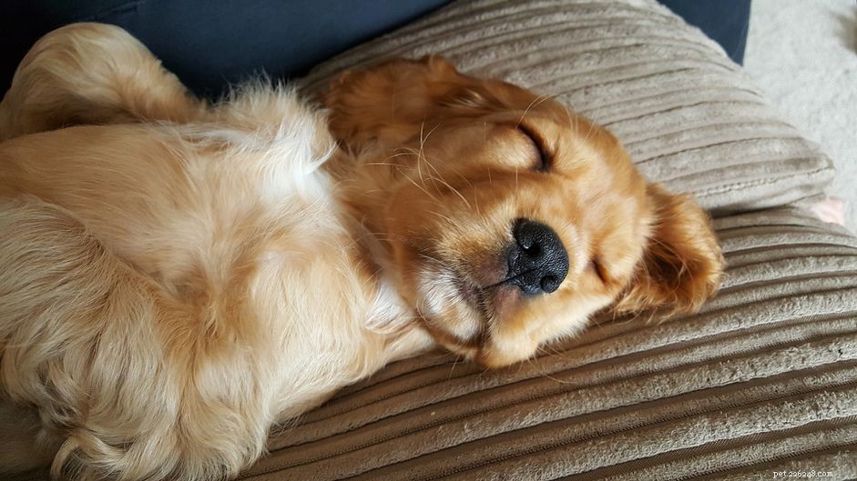 16 honden die echt een dutje nodig hebben