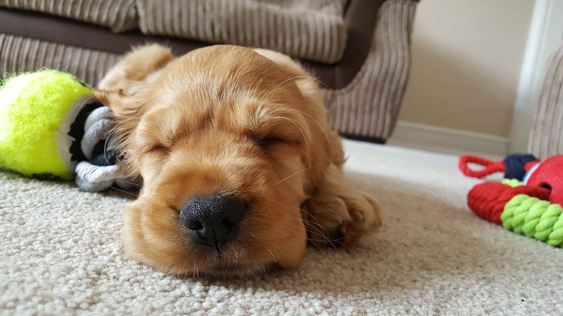 16 cães que precisam seriamente de uma soneca