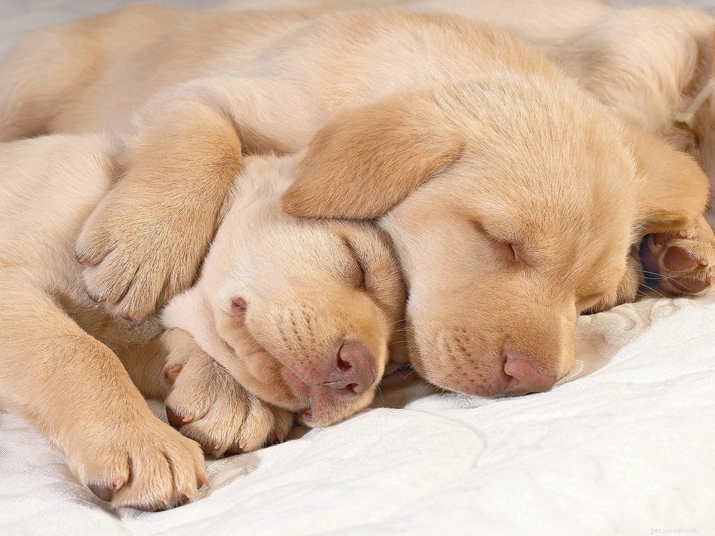 16 собак, которым очень нужен сон