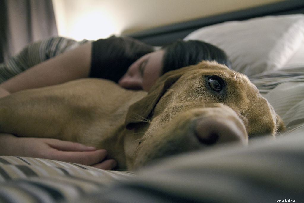 16 собак, которым очень нужен сон