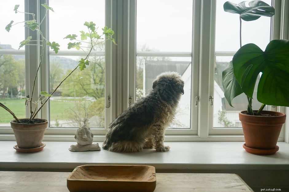 10 krukväxter säkra för hundar