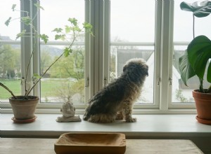 10 pokojových rostlin bezpečných pro psy