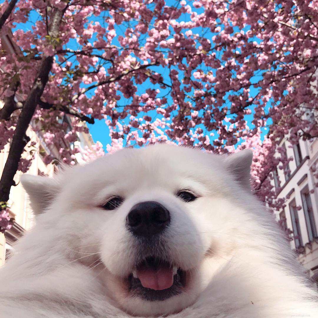 I 16 migliori Instagram di cani da seguire in questo momento