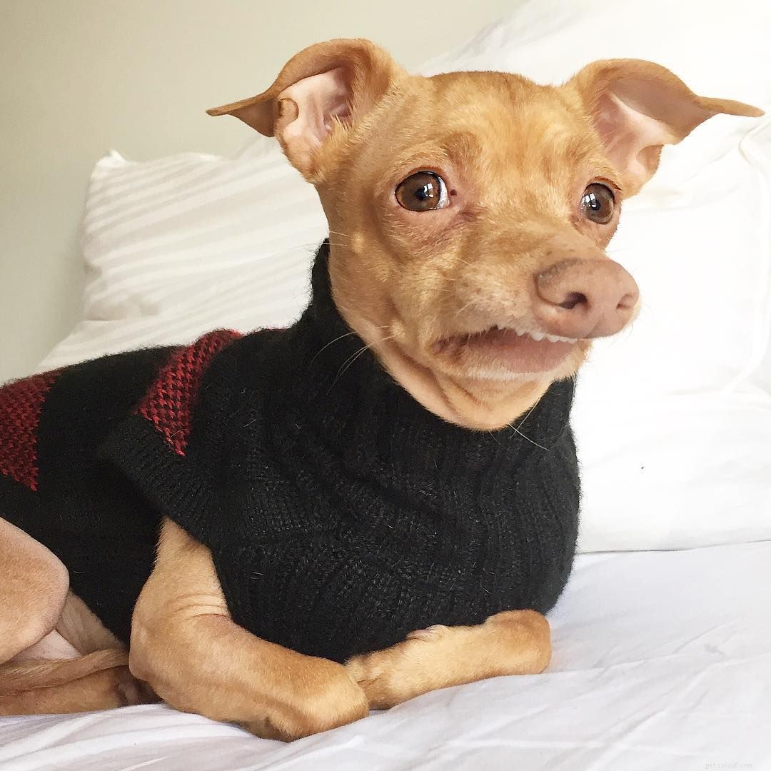 Les 16 meilleurs Instagram pour chiens à suivre dès maintenant