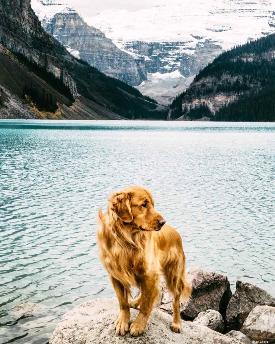 Les 16 meilleurs Instagram pour chiens à suivre dès maintenant