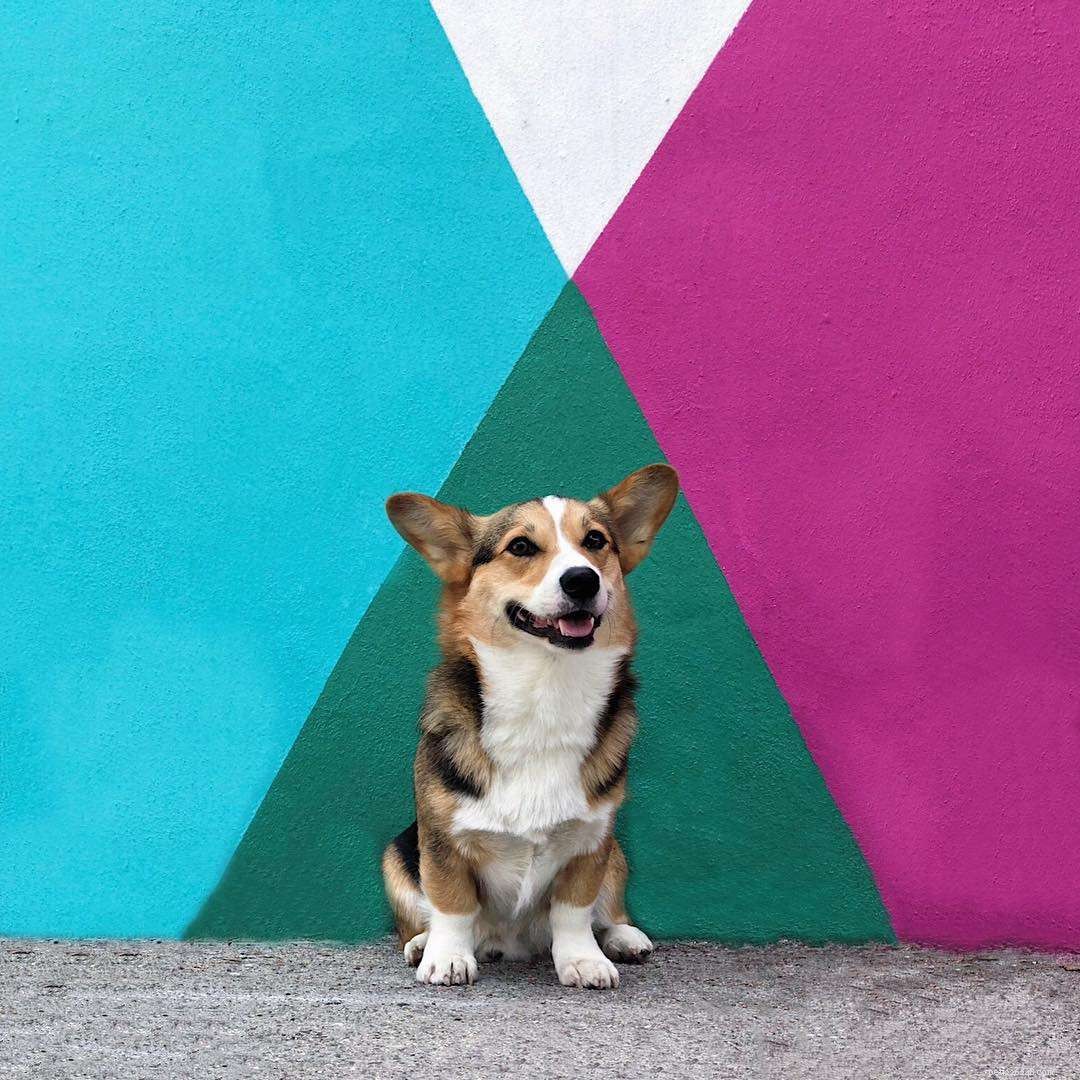 Os 16 melhores Instagrams de cães para seguir agora 