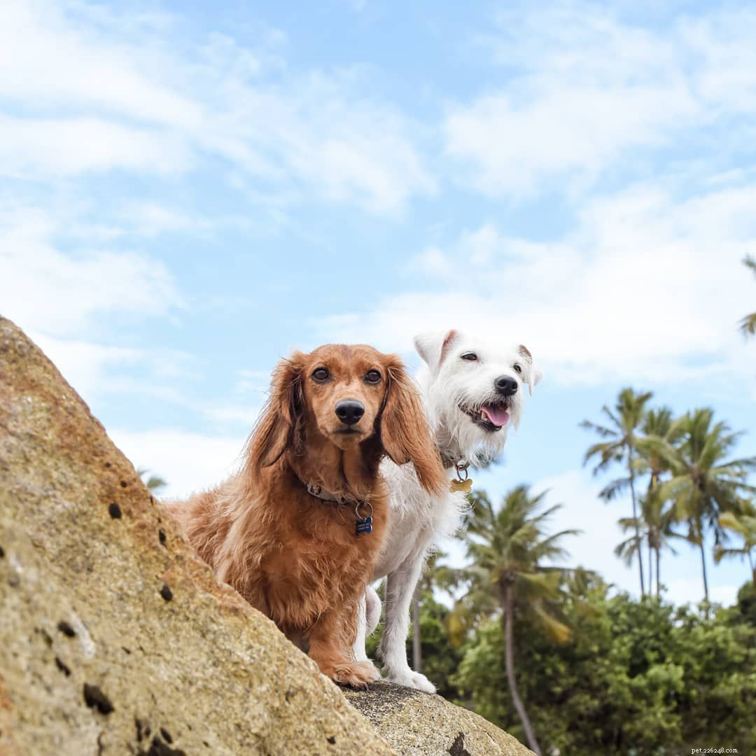De 16 beste honden-Instagrams om nu te volgen