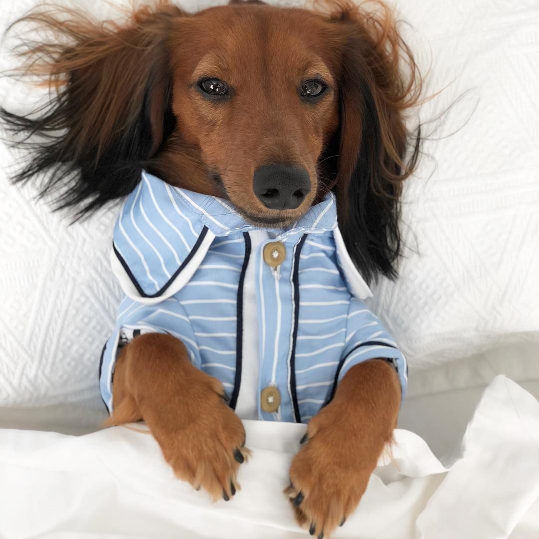 16 nejlepších psích Instagramů, které můžete právě teď sledovat