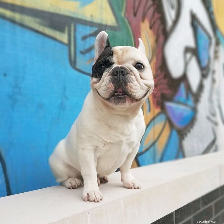 16 nejlepších psích Instagramů, které můžete právě teď sledovat