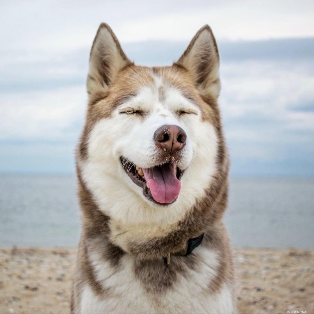 16 лучших собачьих инстаграмов, на которые стоит подписаться прямо сейчас