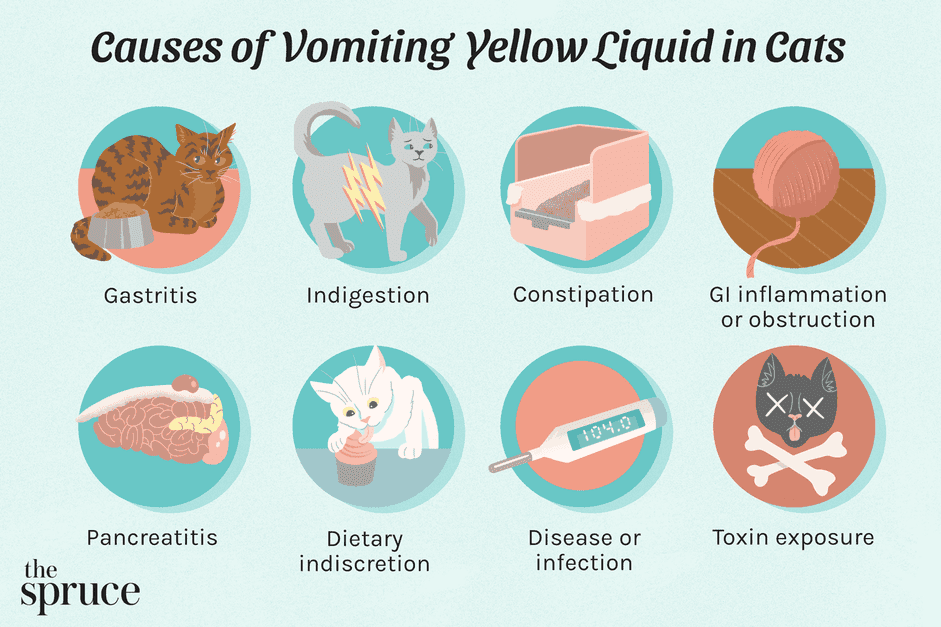 Por que meu gato está vomitando líquido amarelo?