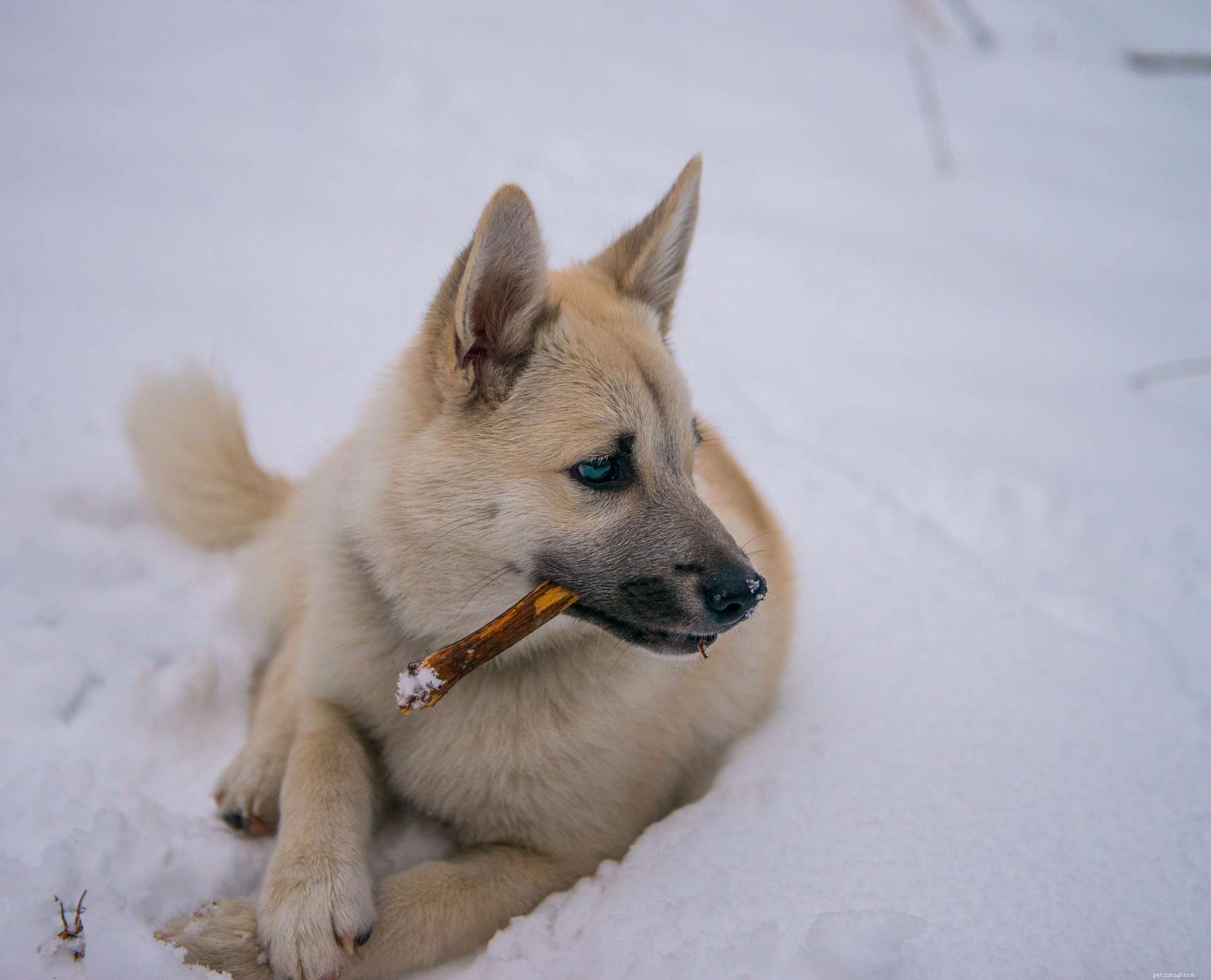 61 noms sympas de chiens nordiques