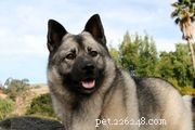61 nomes legais de cães nórdicos