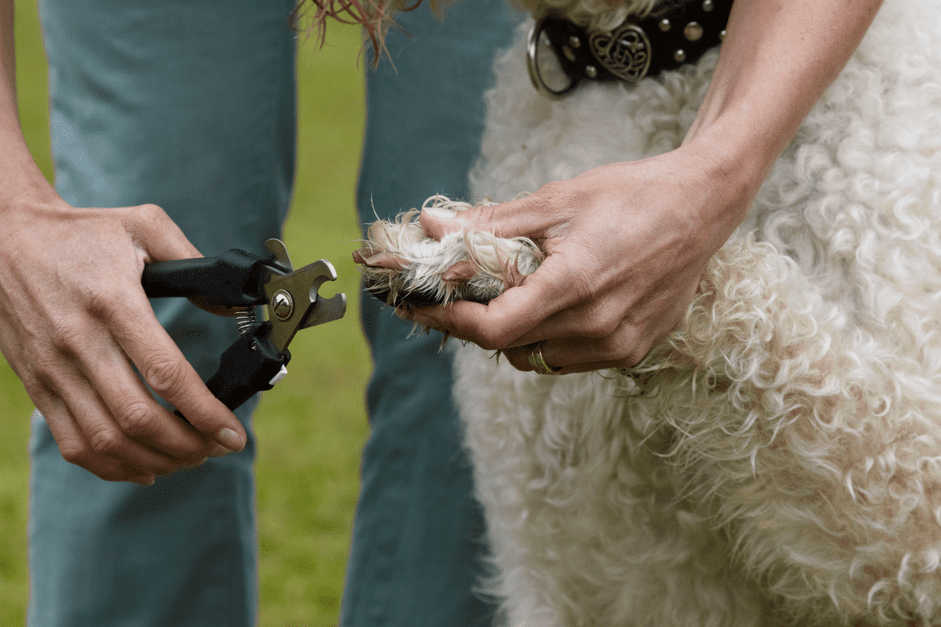 あなたの犬の爪をトリミングする方法 