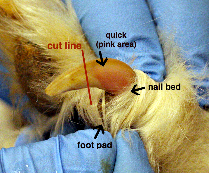 Come tagliare le unghie ai cani