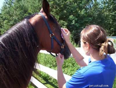 Jak pečovat o koně