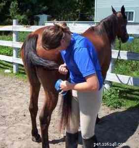 Jak pečovat o koně