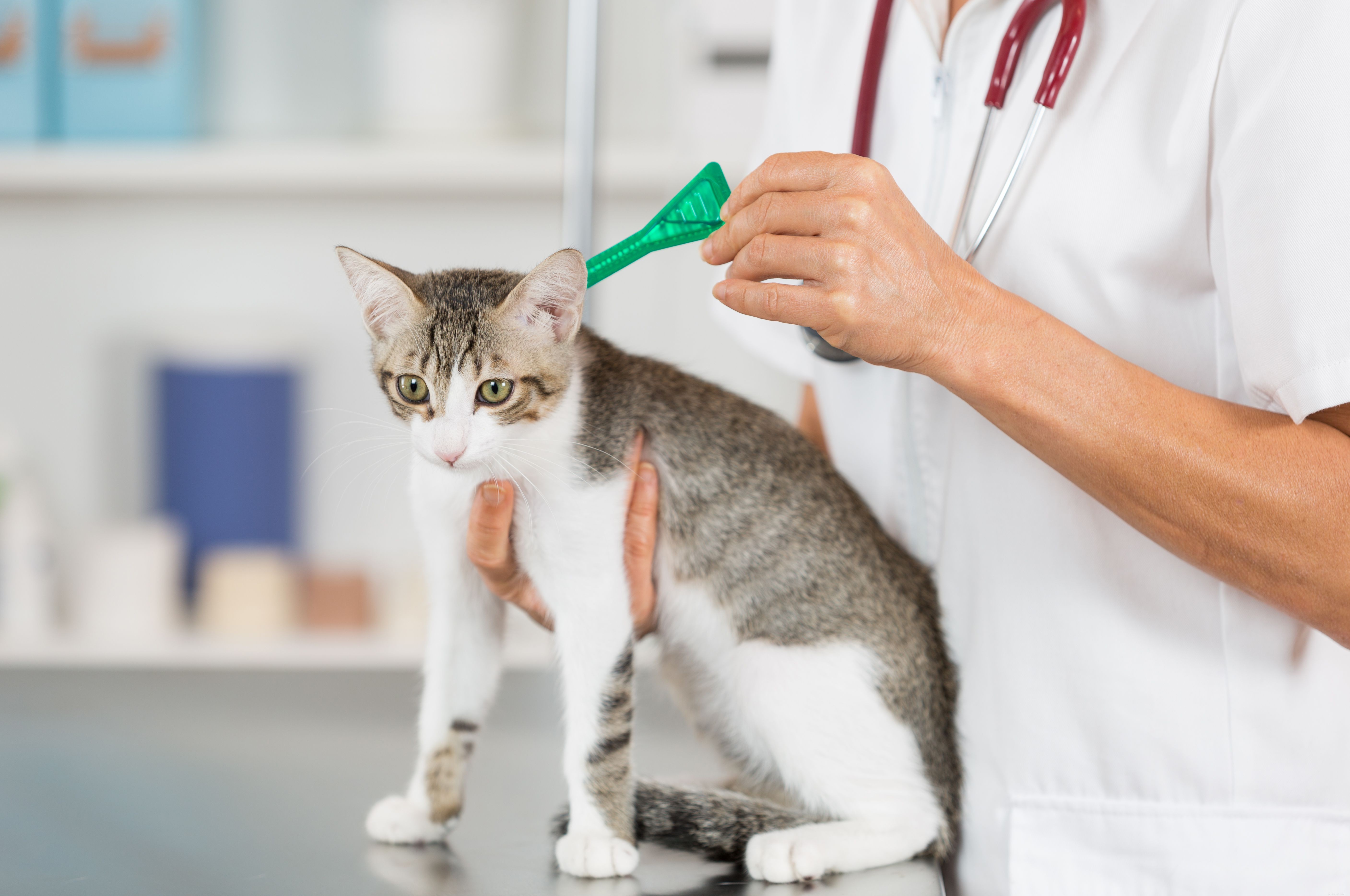 Como se livrar de pulgas em seu gato