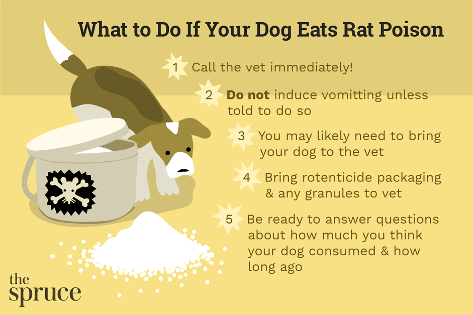 Hur man behandlar råttförgiftning hos hundar