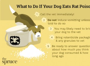 Como tratar a intoxicação por ratos em cães