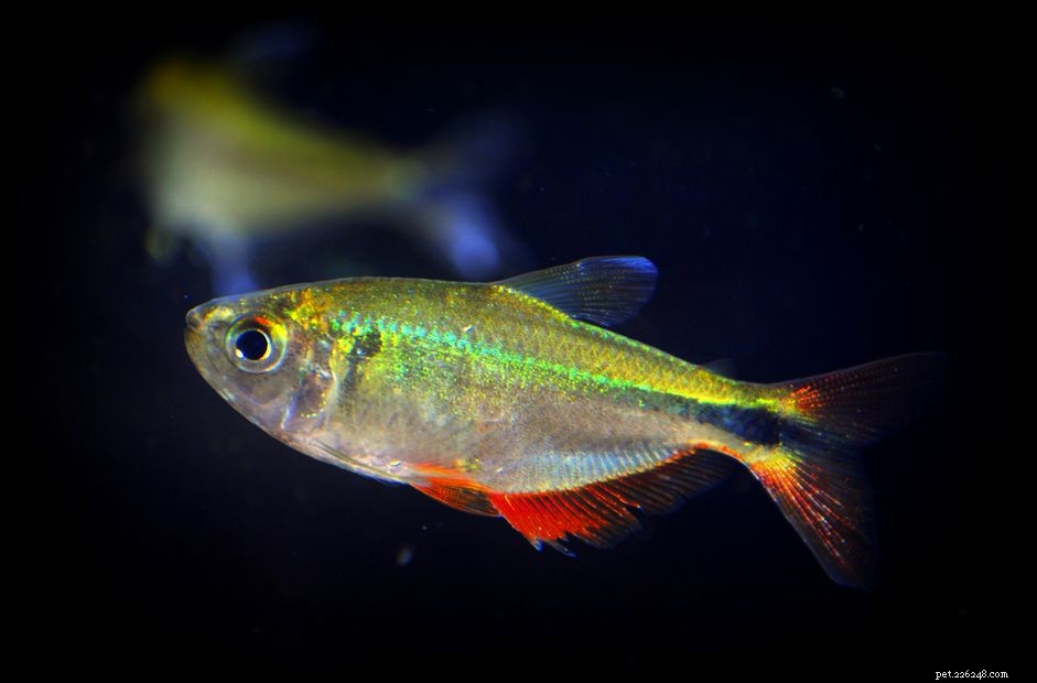 Профиль видов рыб Буэнос-Айрес Tetra