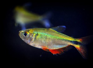 Perfil de Espécies de Peixes Tetra de Buenos Aires 