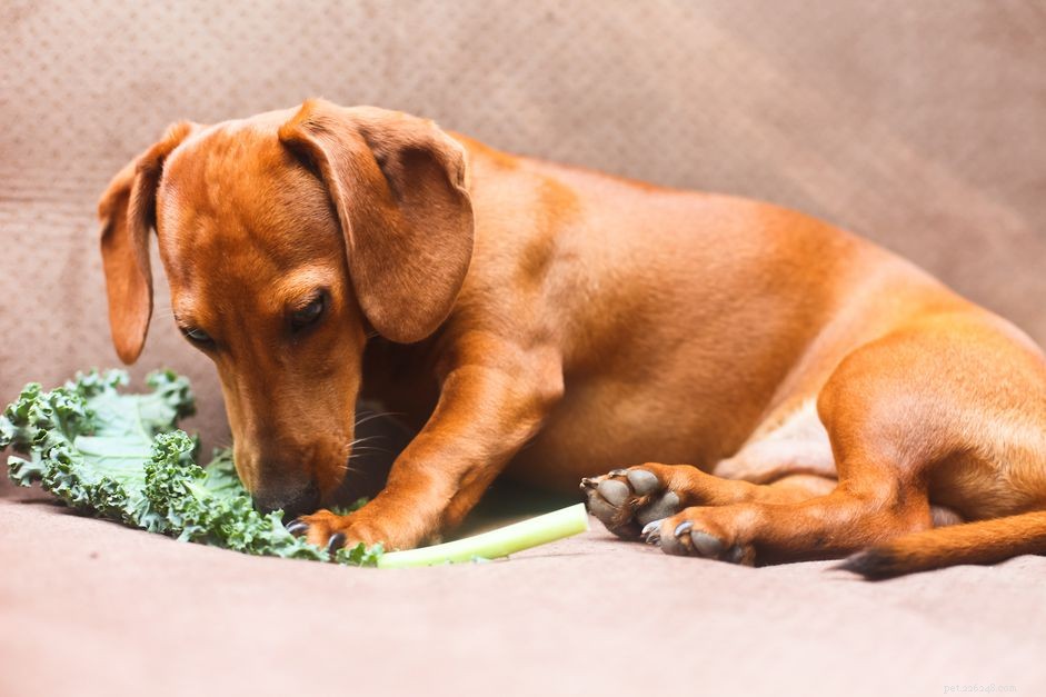Kan hundar äta grönkål?