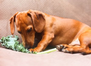 Mohou psi jíst kapustu?