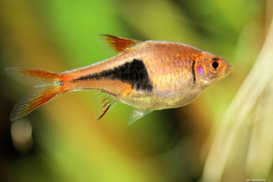 Harlequin Rasbora(빨간색 Rasbora) 물고기 품종 프로필