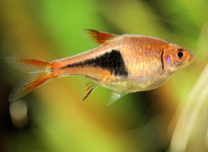 Profil rybího plemene Harlekýn Rasbora (Red Rasbora)