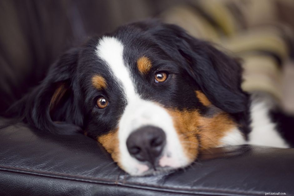 Anisocorie bij honden:wanneer de pupilgrootte ongelijk is