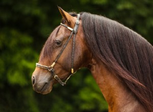 Cavalo Paso Fino:Perfil da Raça