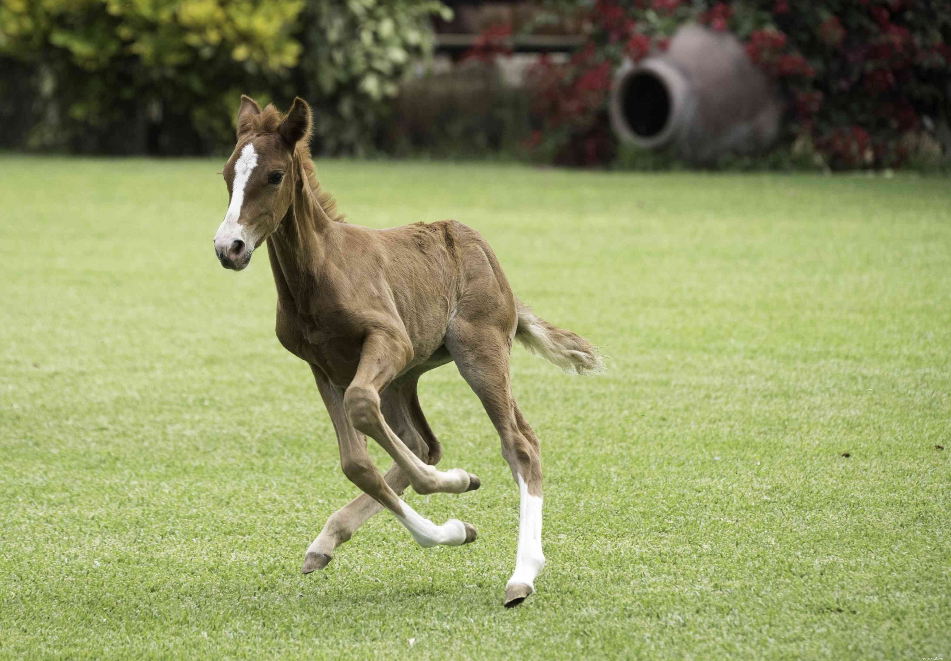 Paso Fino Horse：Breed Profile