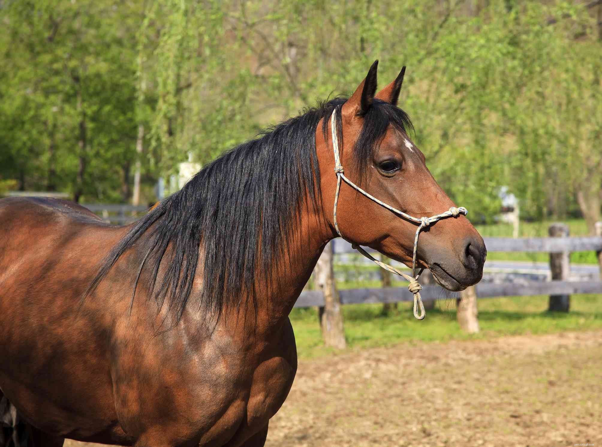 Paso Fino Horse：Breed Profile