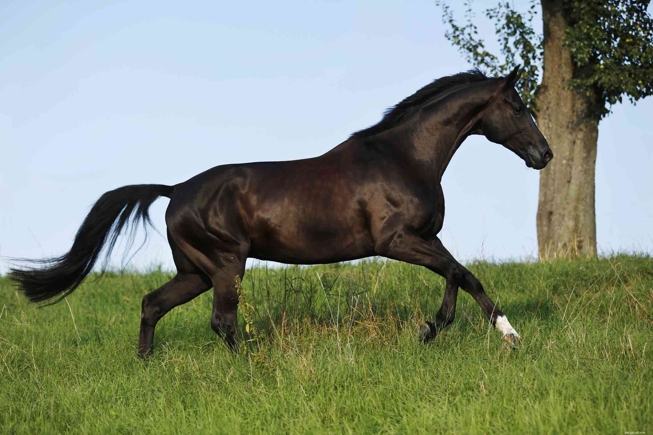 Cavallo della Westfalia:profilo della razza