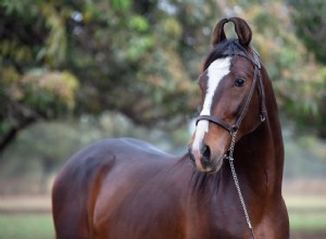 Cavalo Marwari:Perfil da raça