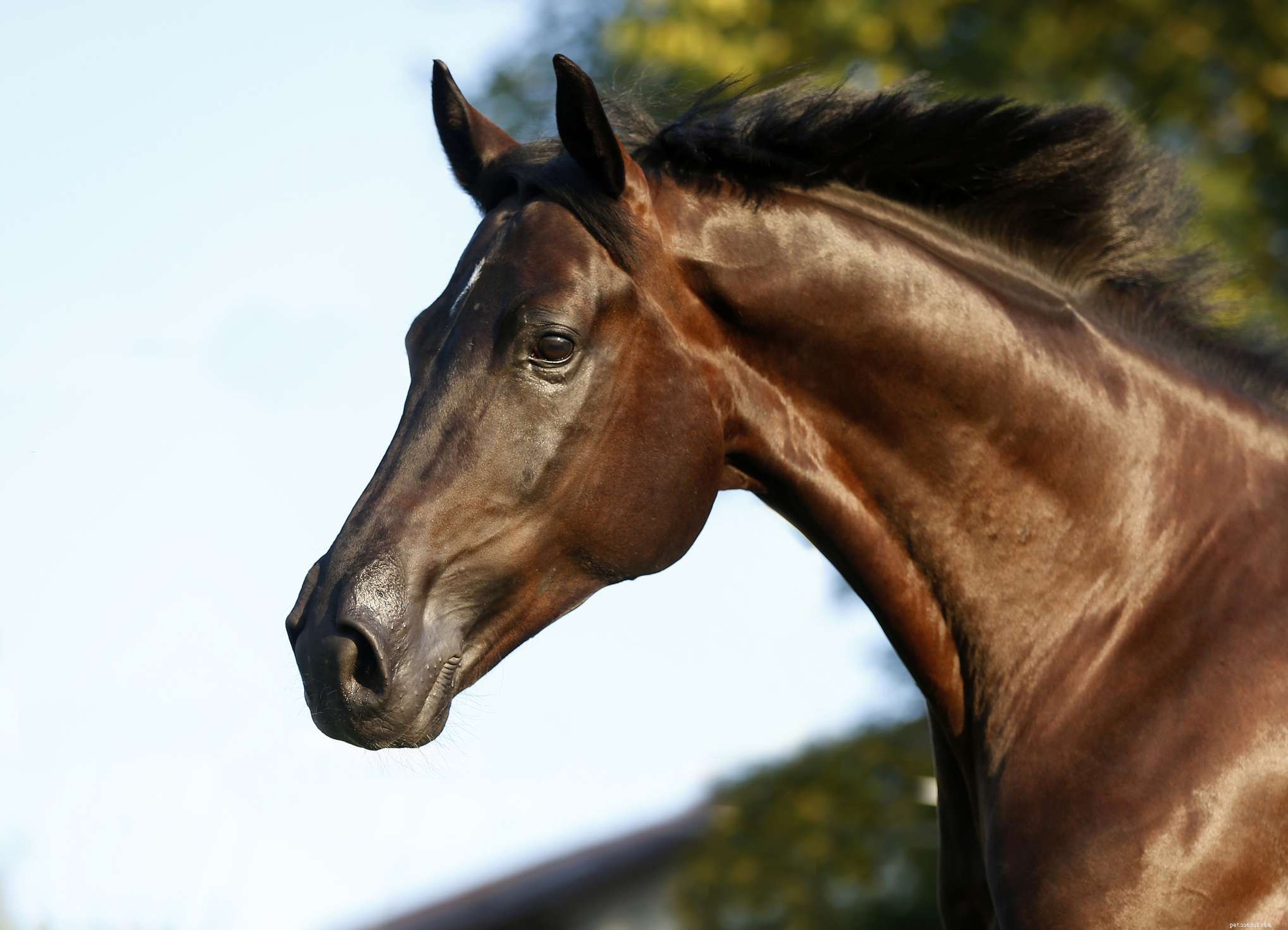 Cavallo della Westfalia:profilo della razza