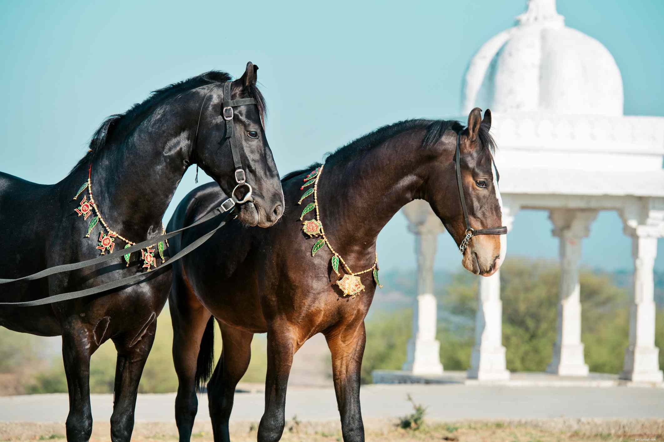 Cavalo Marwari:Perfil da raça