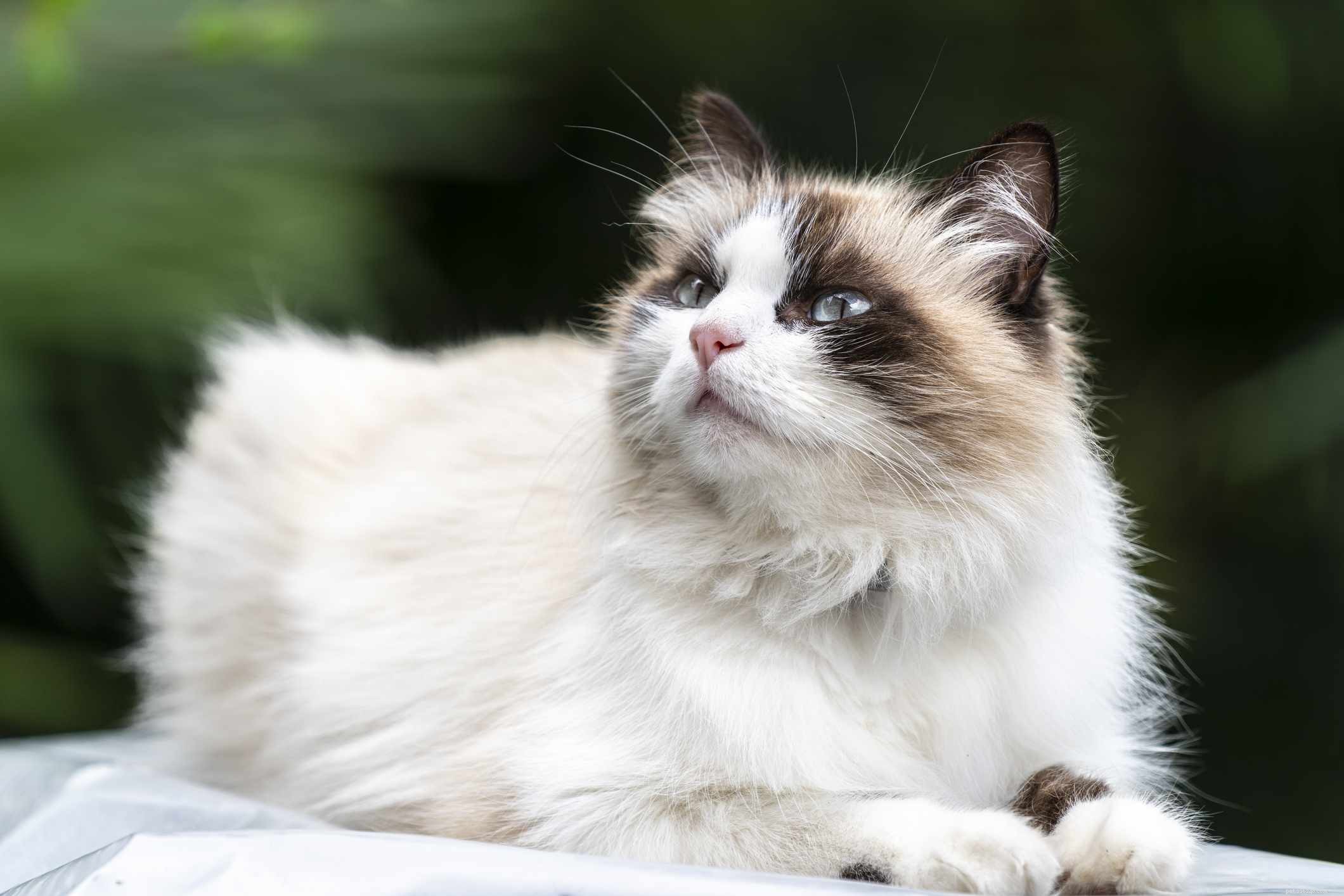 アジアからの14のトップ猫の品種 