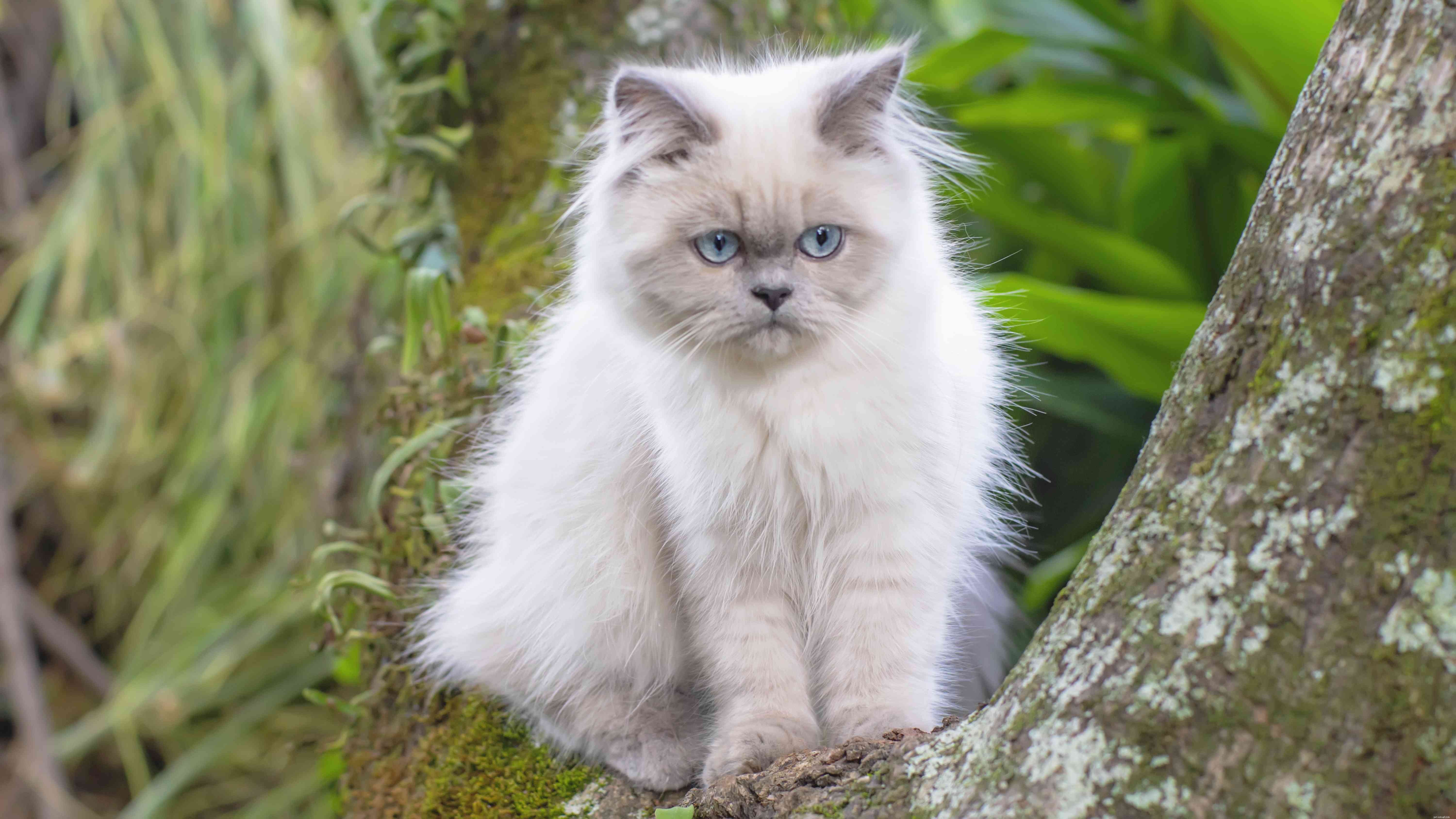 14 nejlepších plemen koček z Asie