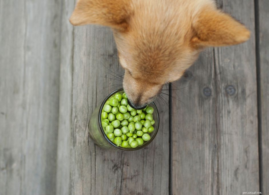 Můžou psi jíst hrášek?