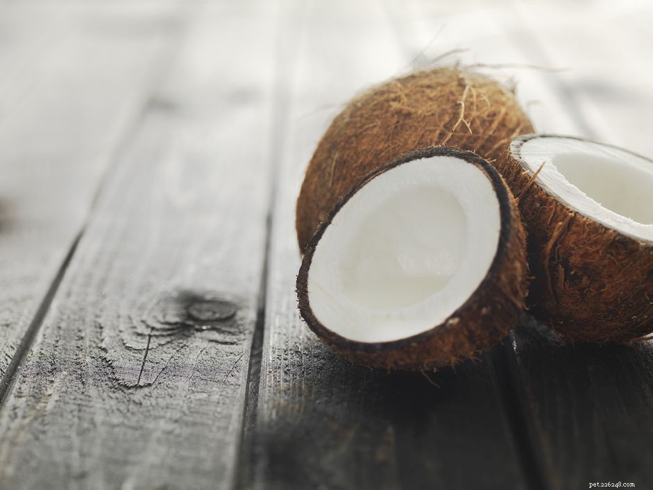 Kan hundar äta kokosnöt?