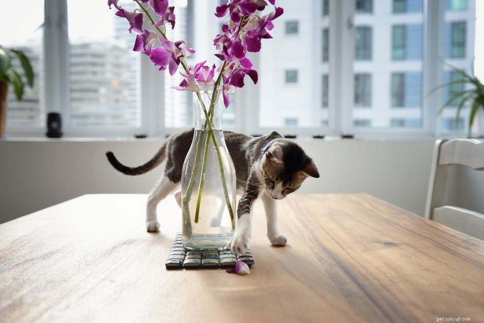 9 pokojových rostlin bezpečných pro kočky