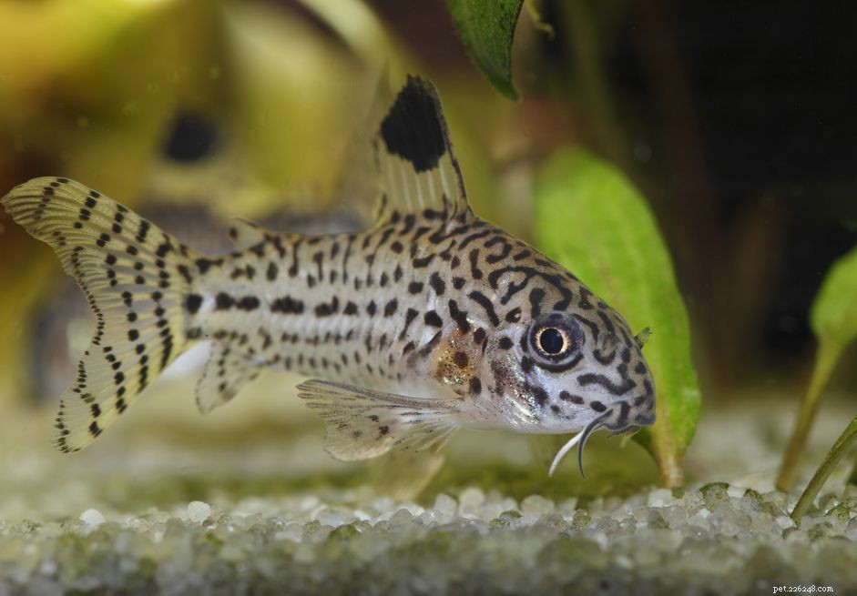 Profil d espèce de poisson Julii Corydoras