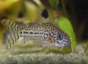 Julii Corydoras Fish Species Profile