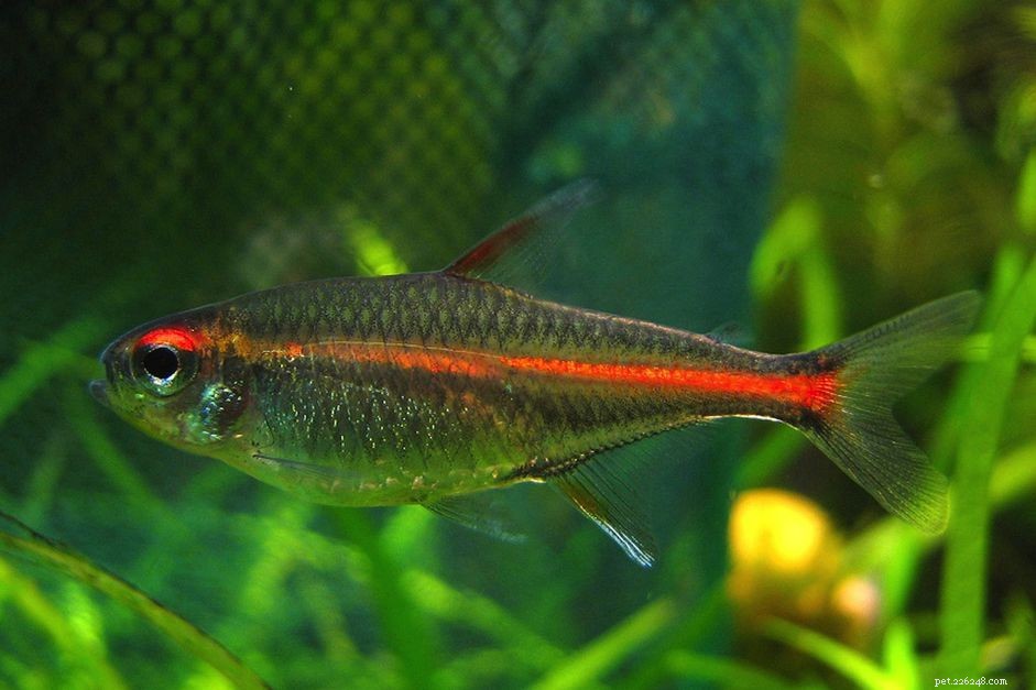 Perfil de espécies de peixes Tetra de brilho