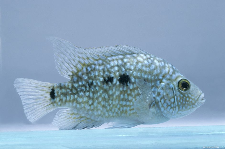 Texaská cichlida (Rio Grande Perch) Profil rybího druhu