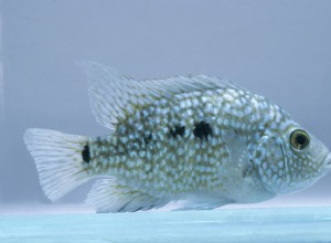 Техасская цихлида (окунь Рио-Гранде) Профиль видов рыб