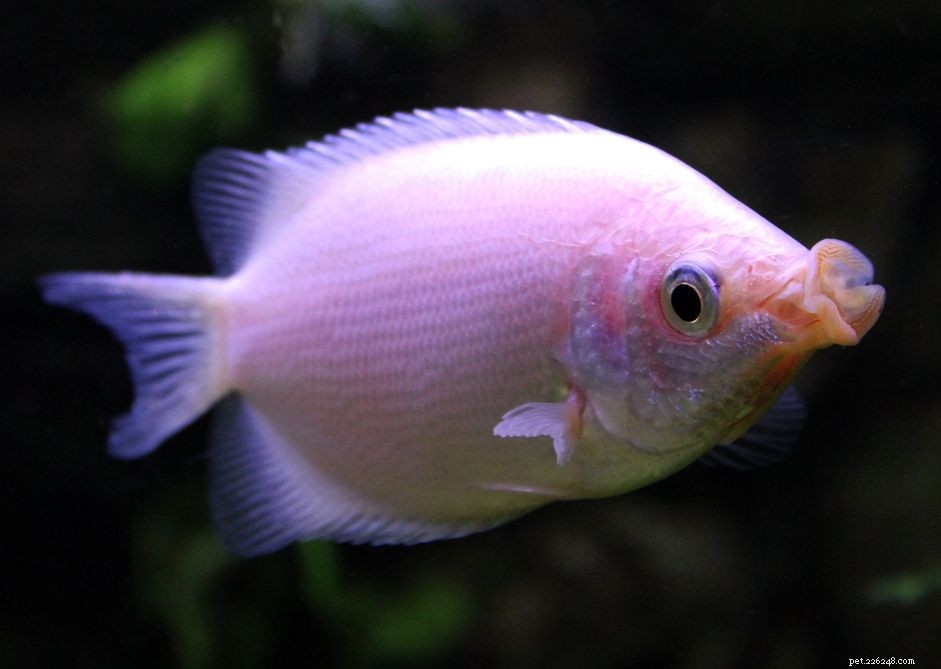 Perfil da espécie Gourami (peixe beijador) do beijo